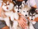 Magnifiques Chiots Husky Sibérien en adoption