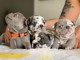 Bouledogue francais disponible 