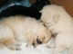 Petits chiots très joueurs a donné  Chihuahua 