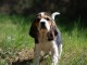 chiot Beagle LOF a donner