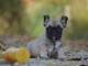 Chiot Bouledogue Français lof a donner