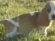 Chiots Basset Hound a donner