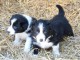 chiots Border collie lof a donner