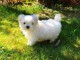 Adorable chiot bichon maltais femelle a donner