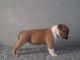 Chiot american staffordshire terrier lof a donner