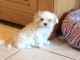 Adorable chiot bichon maltais femelle a donner