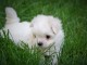 Adorable chiot bichon maltais femelle a donner