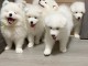 Magnifique chiots samoyede