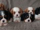 Adorables Chiots Cavaliers King Charles Pure Race