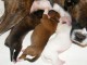 Magnifiques Chiots Boxer Pure Race