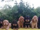 Superbes Chiots Cocker Spaniel Anglais Pure Race 