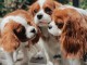 magnifique chiots cavalier king charles