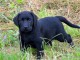 Chiots labradors lof a donner