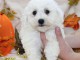 A donner superbe chiot femelle bichon frisé femelle