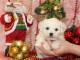 A donner superbe chiot femelle bichon frisé