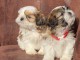 Donne chiot shih tzu femelle age de 4 mois