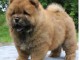 Je donne chiot chow chow femelle