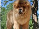 Offre une jolie chiot Chow Chow femelle pour la vie