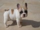 Adoption magnifique chiot bouledogue francais