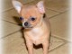 Donne sublime chiot chihuahua