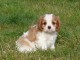 Chiots cavalier king charles a donner