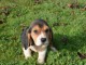 Magnifiques chiot chiot beagle a donner