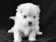 Je donne un chiot bichon maltais contre bon soin