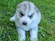 Chiot Siberian Husky lof a donner