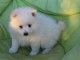 Chiots spitz japonais lof disponible