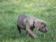 A donner chiot cane corso femelle lof