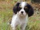 A donné magnifique chiot cavalier king charles