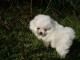 Superbe chiot de pure race spitz allemand femelle