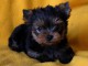 Yorkshire terrier femelle a donnez