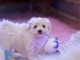 Disponibles petite chiot femelle bichon à donner