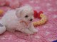 A donner superbe chiot femelle bichon frisé