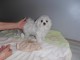 Excellent chiot femelle bichon frisé trois mois