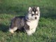 Magnifique tête chiot husky de sibérien femelles