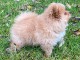 Chiot spitz allemand femelle naine