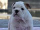 Chiot Bouledogue Anglais femelle a donner