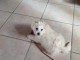 Bichon frisé à l adoption 