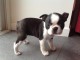 Donne chiot boston terrier femelle au lof