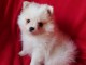 A céder petite chiot type spitz nain lof