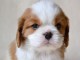 Très gentil cavalier king charles de 03 mois