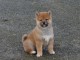 Chiot Shiba Inu mâle ,Portée de 1 mâle - 1 femelle