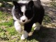 Chiot femelle border collie