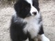 Je donnes Chiot border collie femelle