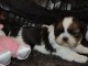 À donner Chiot type SHIH TZU femelle