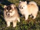 Magnifique chiots pomsky