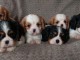 Petite Annonce Chiots Cavalier King Charles