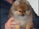 Offre Superbe chiot de pure race spitz allemand